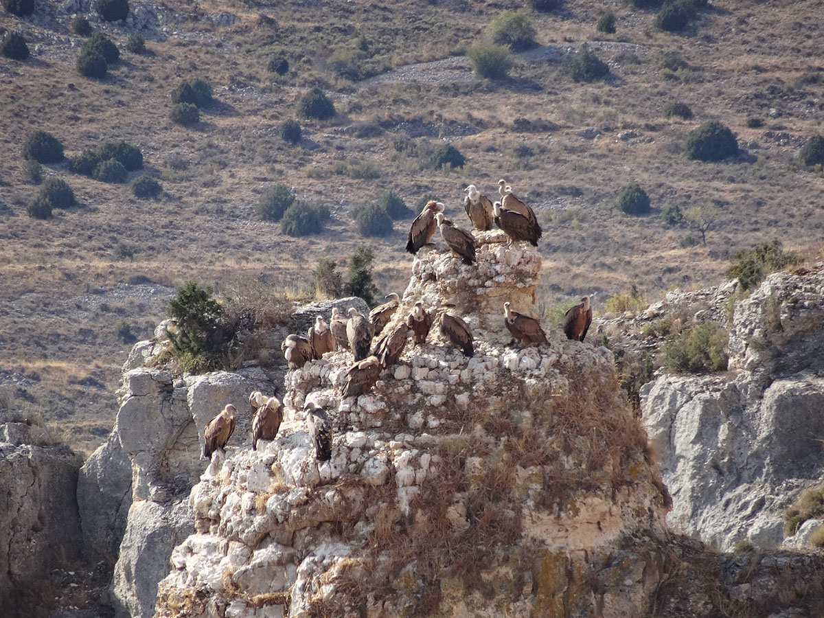 Excursion Calatayud hoces del rio mesa7